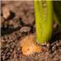Botanical - Daucus carota 