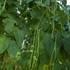 Botanical - Phaseolus vulgaris