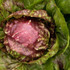Botanical - Cichorium intybus