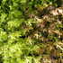 Botanical - Brassica juncea