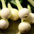 Botanical - Allium wakegi