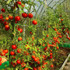 Botanical - Solanum Lycopersicum