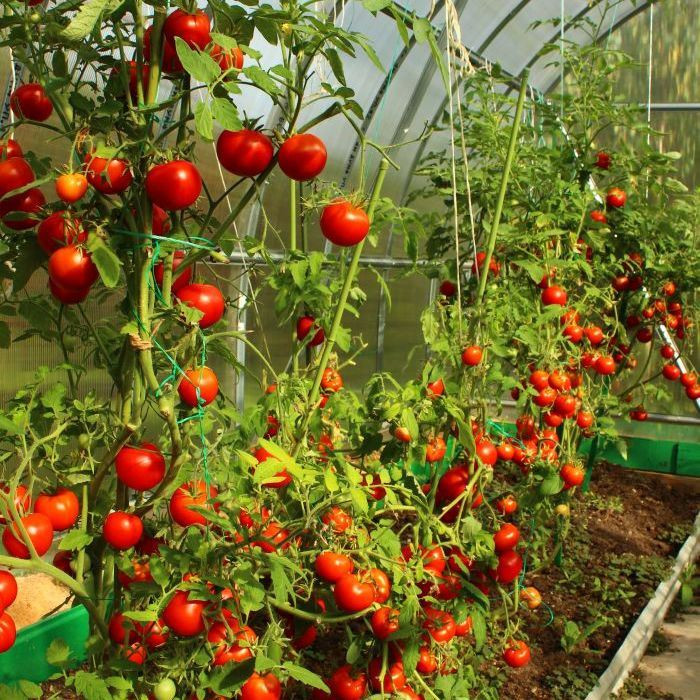 Tomato Seeds Gardeners Delight Groseeds