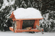 14 inch Seed and Suet Feeder