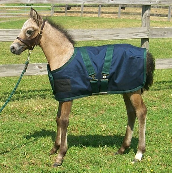 Miniature Mini Horse~Donkey FOAL XXL Wtrprf Trnout Blanket for FOALS 38-43" LONG 