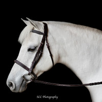 Bobby's Padded, REGULAR Crown Fancy Stitched Bridle with Fancy Reins