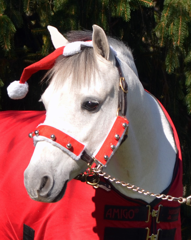 Holiday Horse Wear, Halter Set with Bells