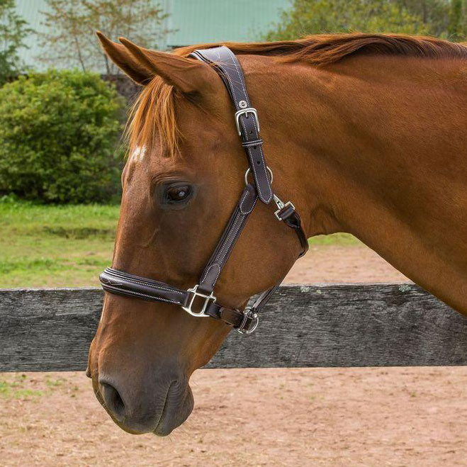 NYLON LUNGING LUNGE CAVESSON HEAD COLLAR COB FULL PONY in 3 SIZES & COLOURS 