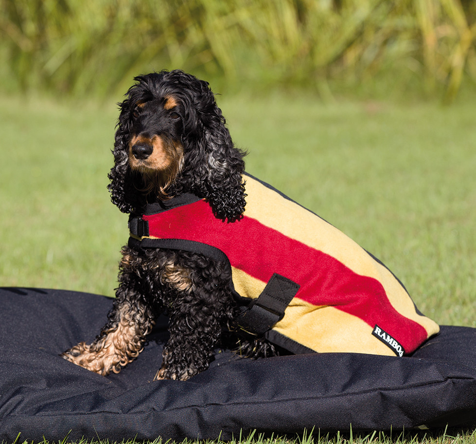 green dog blanket