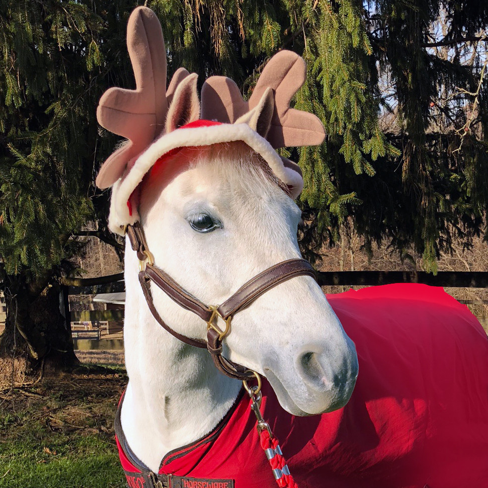 Horse Horze Christmas Reindeer Cap Full Size 