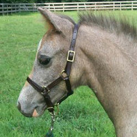 Leather Pony Foal Halter