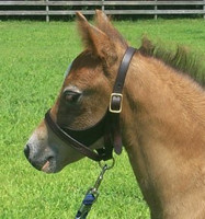 Leather Figure 8 Pony Foal Halter with Removable Grab Strap