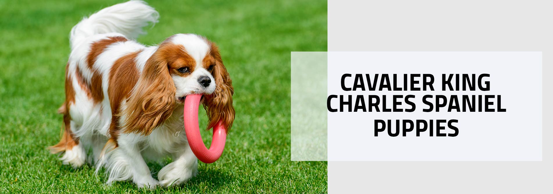 Cavalier Spaniel puppy