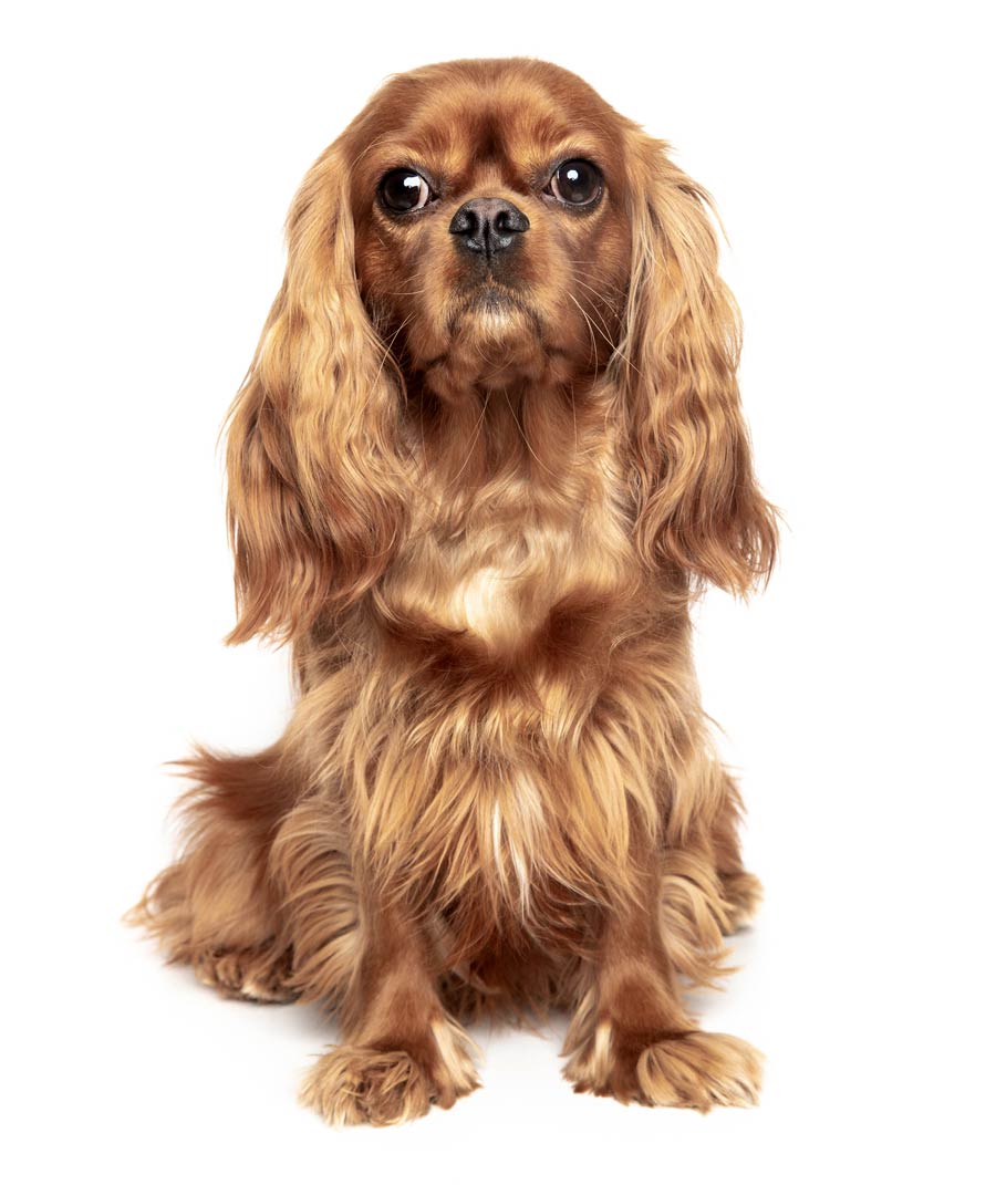King Charles Cavalier Spaniel
 color: Ruby