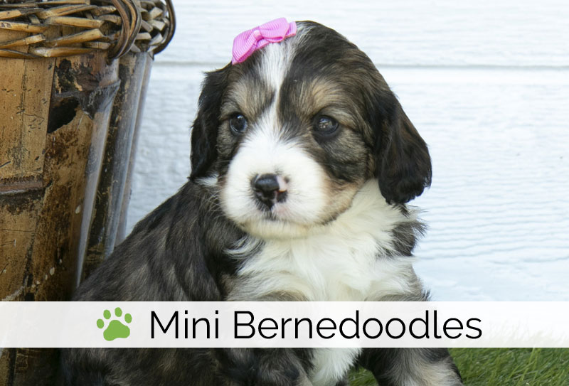 Bernedoodle puppies for sale in Ohio