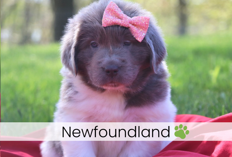 Newfoundland puppies for sale in Ohio