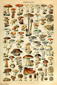 Champignon - Pour tous 24x36" Poster