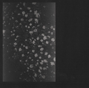 Motorama - Poverty *CD New