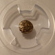 india-mysore-1799-1810-gold-fanam-ms61-pcgs-d