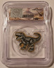 liberia-2026-polygon-rex-gold-12-dollars-ms70-icg-b