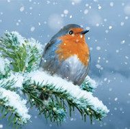 Robin on a Snowy Fir (10pk Christmas Cards)