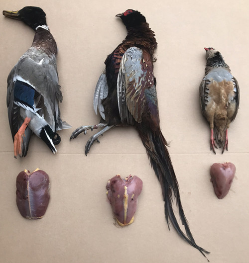 Pheasant Duck & Partridge crowned results