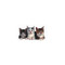 Three Kittens Die-Cut Photographic Magnet