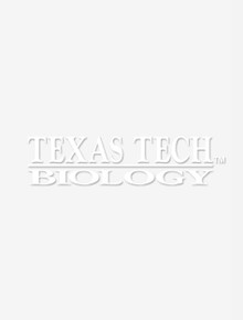 Texas Tech Biology White Decal
