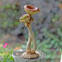 Little Frog Sleeping in Mushroom Figurine