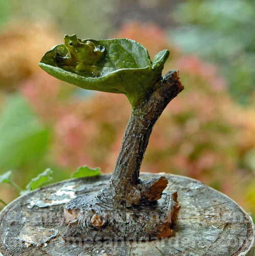 Miniature Leaf Birdbath with Tiny Frog
