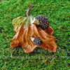 Miniature hedgehogs playing on autumn leaf