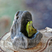 Miniature Meditating Frog