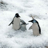 Miniature Penguin Family 
