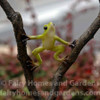Miniature Frog on a Branch Close-up