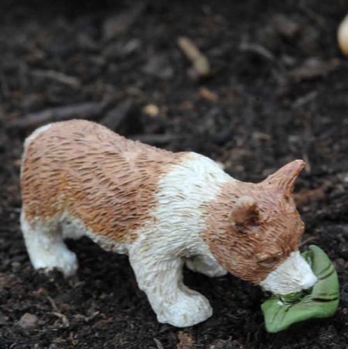 Miniature Corgi Dog - Lewis