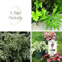 3 Terrarium Plant Package