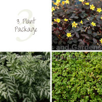 3 Indoor House Plant Package