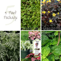 5 Indoor House Plant Package