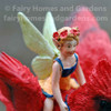 Fairy Flying on a Cardinal Close-up