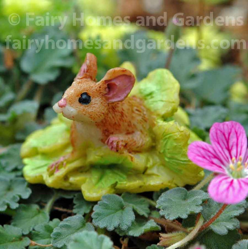 Miniature Mouse in Lettuce