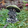 Miniature Mushroom Monster aka "Sydney Viciously"