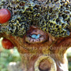 close-up of Miniature Fairytale Apple Tree