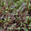 Leptinella squallida 'Platt's Black' - Brass Buttons