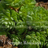 Rosularia serpentina - Serpent Rosularia