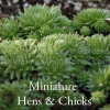 Jovibarba hirta subsp. arenaria-Miniature Hens and Chicks