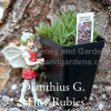 Dianthus g. 'Tiny Rubies'