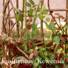 Euonymus fortunei 'Kewensis'