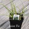 Ephedra regeliana - Joint Fir