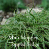 Carex 'Beatlemania'- Mini Mop-Topped Sedge