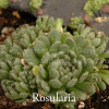 Rosularia chrysantha - Rosularia
